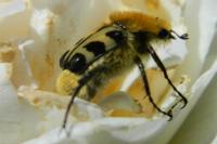 Trichius
