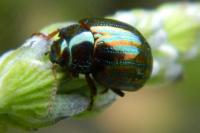 Chrysolina americana