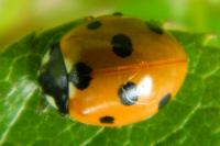 Coccinella