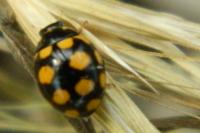 Coccinula quatuordecimpustulata