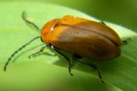 Exosoma lusitanicum