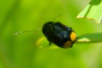Cryptocephalus moraei