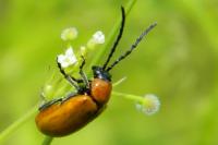 Exosoma lusitanicum