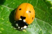 Coccinella