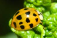 Harmonia axyridis