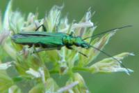 Oedemera nobilis