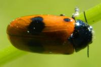 Clytra laeviuscula