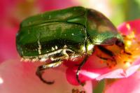 Cetonia aurata