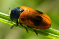 Clytra laeviuscula