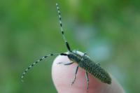 Agapanthia villosoviridescens
