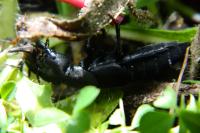 Ocypus olens