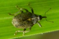 Ceutorhynchus pallidactylus