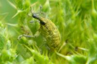Larinus