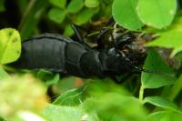 Ocypus olens
