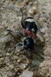 Clerus mutillarius