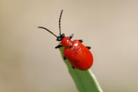 Lilioceris lilii