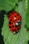 Harmonia axyridis