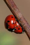 Coccinella
