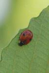 Adalia bipunctata