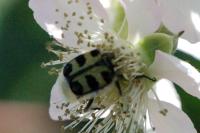 Trichius