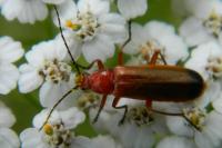 Rhagonycha fulva