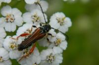 Stenopterus rufus