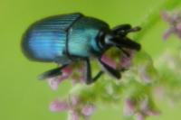 Aulacobaris coerulescens