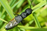 Ocypus olens