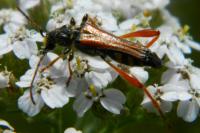 Stenopterus rufus