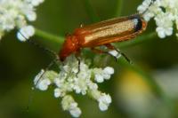 Rhagonycha fulva