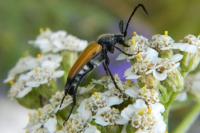 Stictoleptura fulva