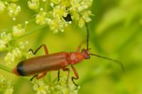 Rhagonycha fulva