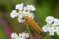 Oedemera podagrariae