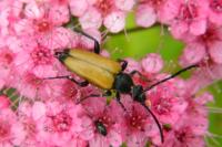 Stictoleptura fulva