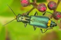 Clanoptilus elegans