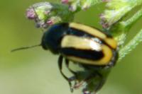 Cryptocephalus vittatus