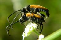 Stictoleptura fulva