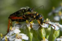 Stenopterus rufus
