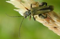 Oedemera flavipes