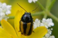 Cryptocephalus vittatus