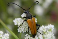Stictoleptura fulva