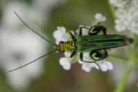 Oedemera nobilis