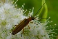 Oedemera podagrariae