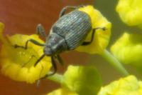 Ceutorhynchus napi