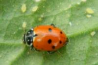 Hippodamia variegata