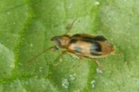 Notoxus monoceros