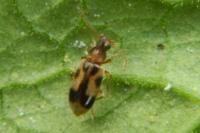 Notoxus monoceros