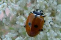 Hippodamia variegata