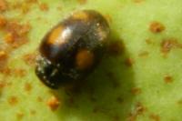 Nephus quadrimaculatus