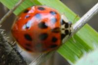 Harmonia axyridis